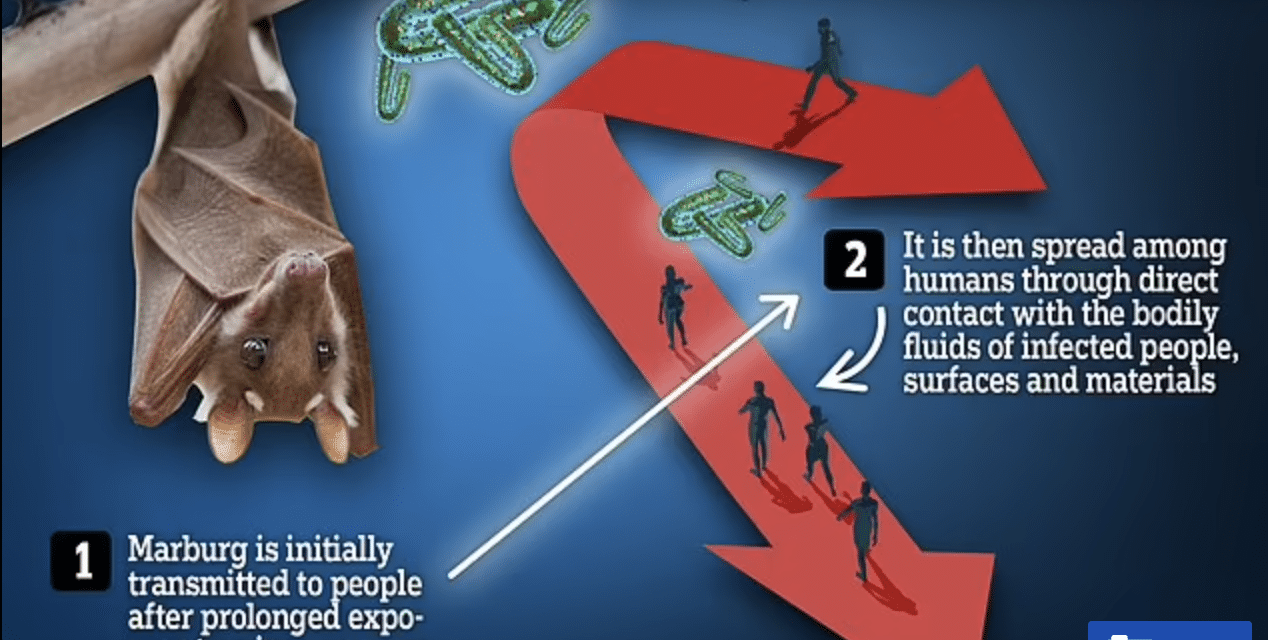 New outbreak of ‘eye-bleeding’ virus with 90% mortality rate raises alarm among World experts